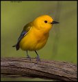 _6SB9974 prothonotary warbler